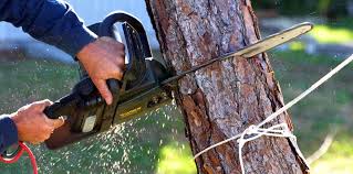  , NM Tree Care Pros