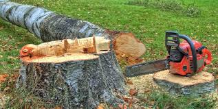 Best Storm Damage Tree Cleanup  in , NM