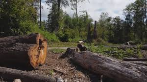 Best Tree and Shrub Care  in , NM
