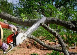 Best Lawn Disease Treatment  in , NM