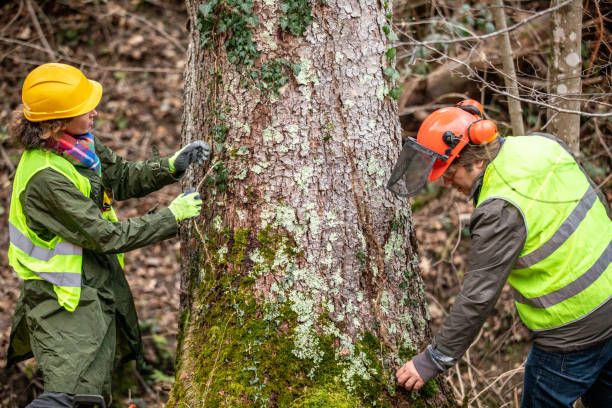 Best Commercial Tree Services  in , NM