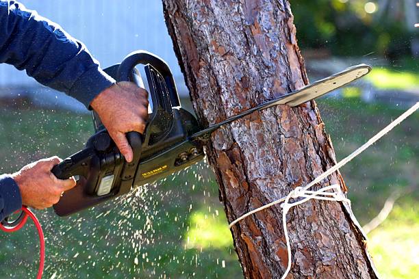  , NM Tree Care Pros