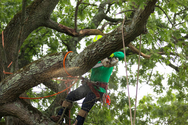 Best Seasonal Cleanup (Spring/Fall)  in , NM