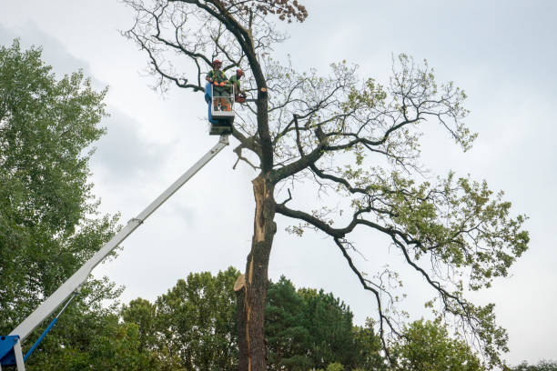 Best Tree Removal  in , NM
