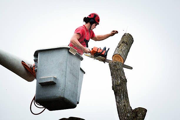 Best Tree Mulching  in , NM