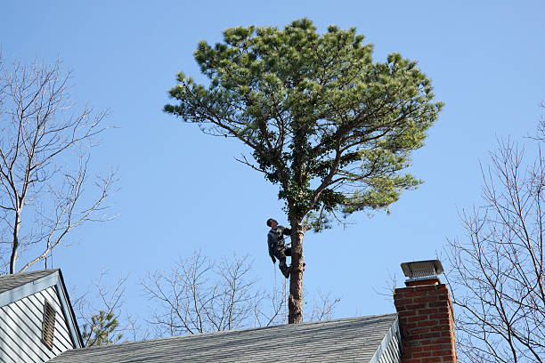 Best Emergency Tree Removal  in , NM