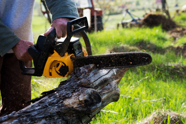 Best Tree Risk Assessment  in , NM