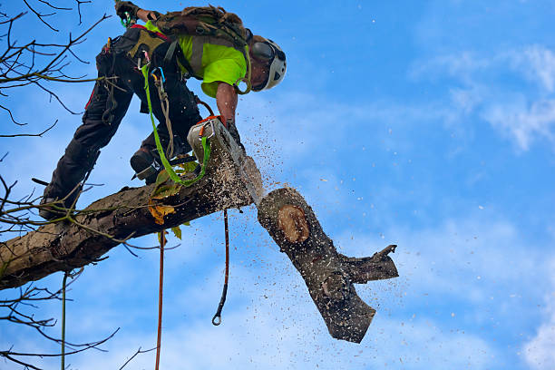 Best Lawn Pest Prevention  in , NM
