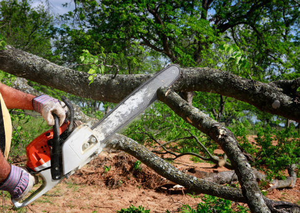 Best Utility Line Clearance  in , NM