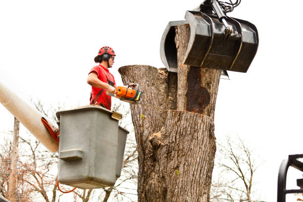 Best Tree Cabling and Bracing  in , NM