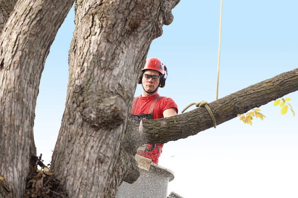 Best Stump Grinding and Removal  in , NM
